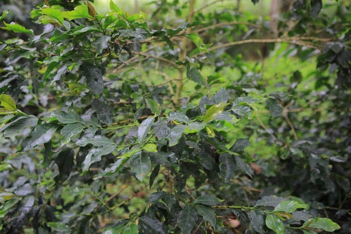 C. Arabica Kents Sweet Marias