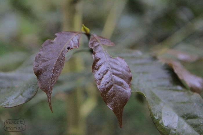 C. Arabica Pretoria Perhaps Purpurascens Sweet Marias