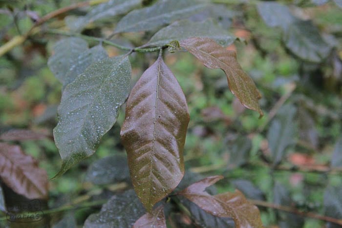 C. Arabica Pretoria Perhaps Purpurascens Sweet Marias
