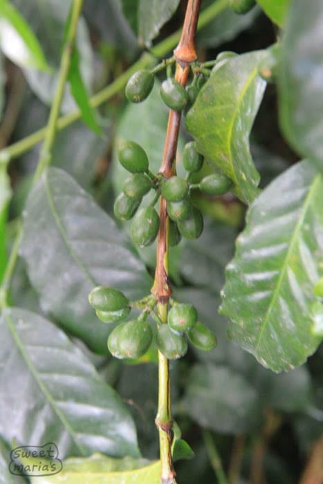 C. Arabica Sudan Rume Sweet Marias