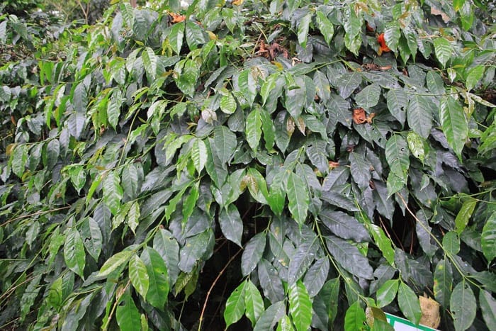 C. Arabica Tight Grown Sweet Marias