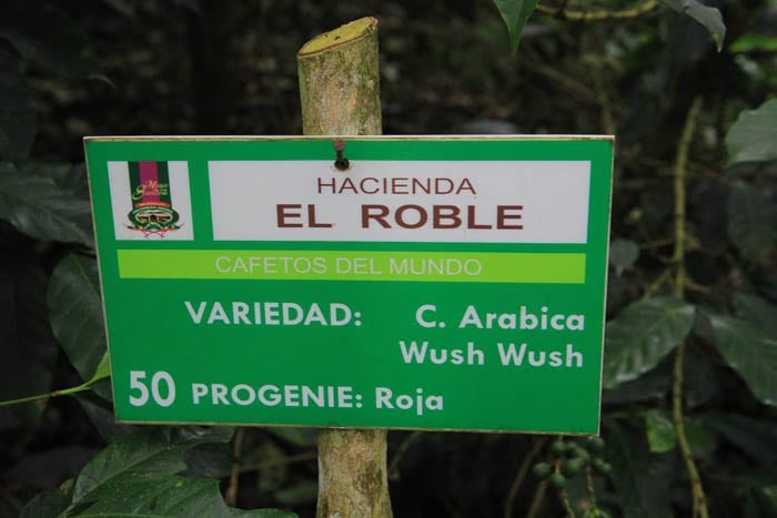 C. Arabica Wush Wush Sweet Marias
