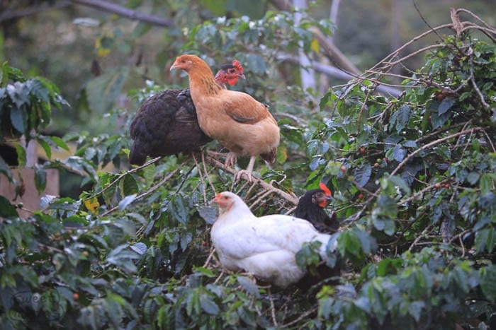 Chickens roosting in coffee trees at Carlos Imbachis Sweet Marias