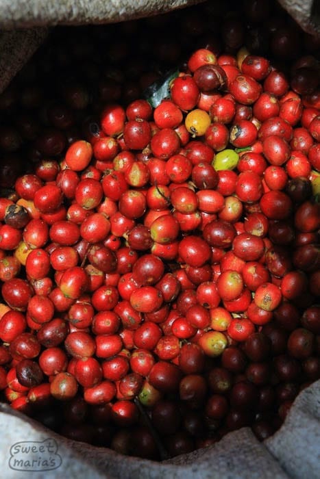 Coffee cherry Finca El Roble Bucaramanga Colombia. Sweet Marias