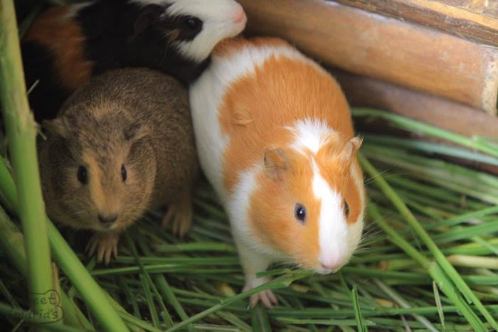 Cuy Guinea Pig Food. Finca Junin Maximino Gutierrez Sweet Marias