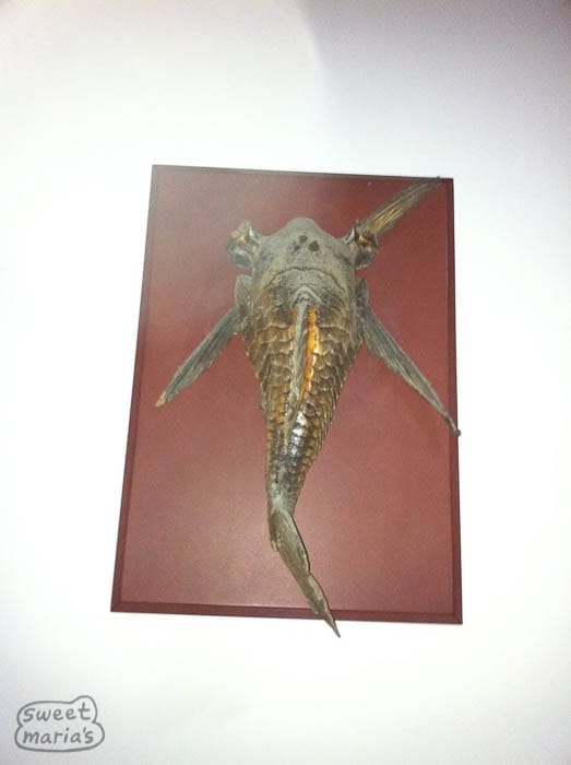 Dusty weird fish on the wall. Sweet Marias