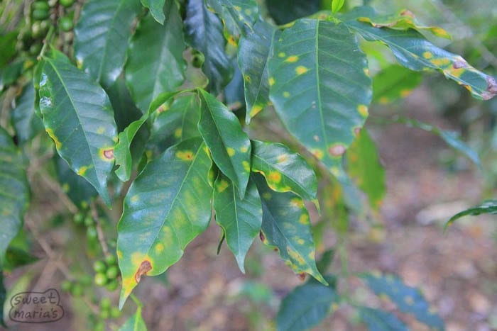 Early stage of coffee rust fungus Sweet Marias