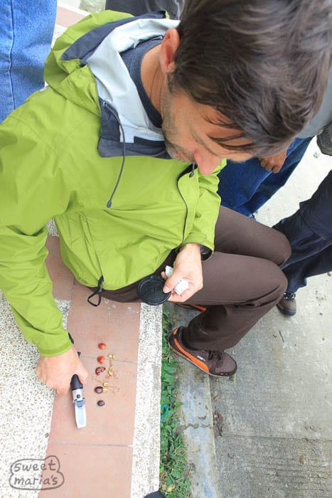 Looking at coffee cherry sugars in Herrera with Maximino Sweet Marias