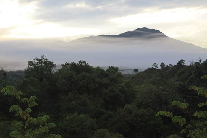 Morning fog in Tolima Sweet Marias