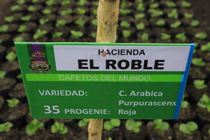 New cultivars Finca El Roble Bucaramanga Colombia. Sweet Marias