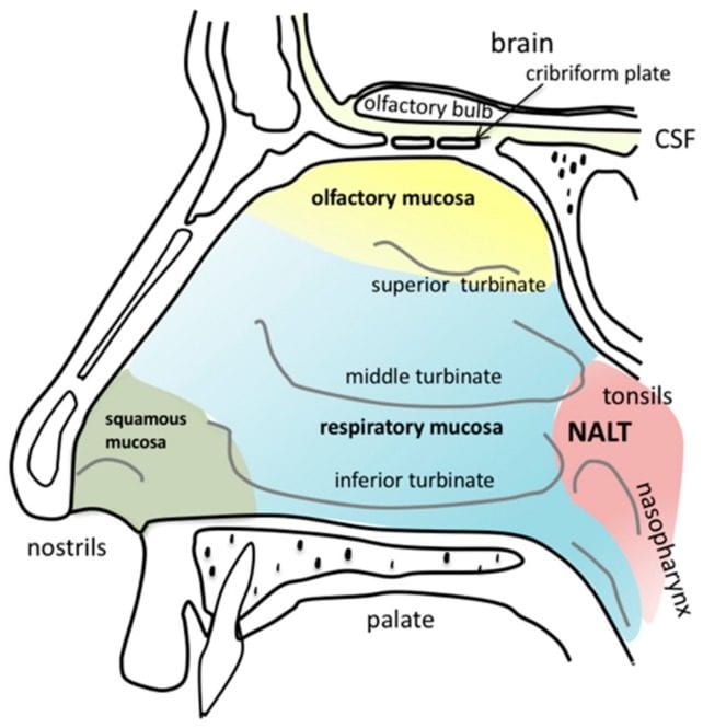 Olfactory_Anatomy_of_the_human_nasal_cavity