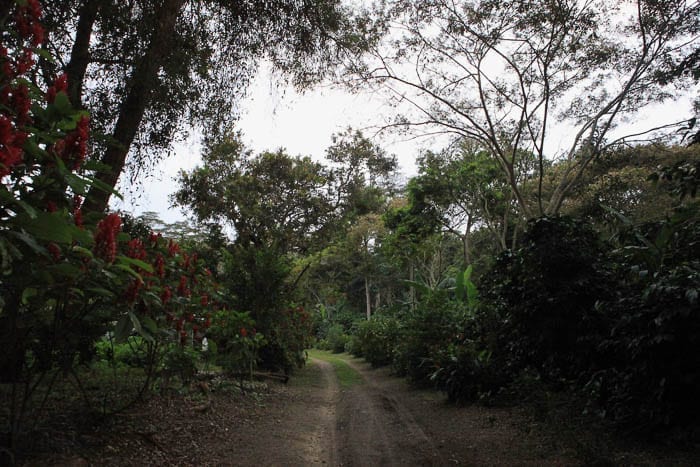 Path through Mesa de los Santos Sweet Marias