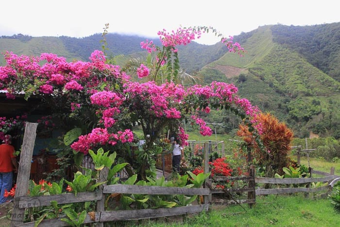 Pride and Flowers Sweet Marias