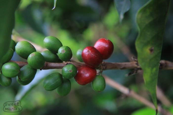 Red Caturra green and ripe Sweet Marias