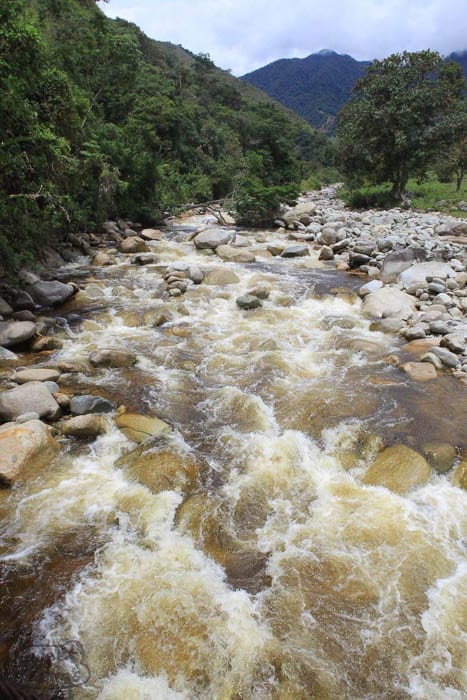 Rushing rivers of Tolima Sweet Marias