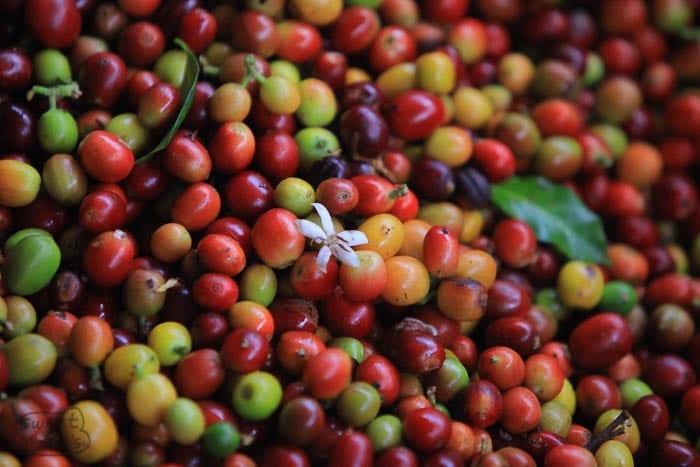Skittles of coffee ripeness at Carlos Imbachis Sweet Marias