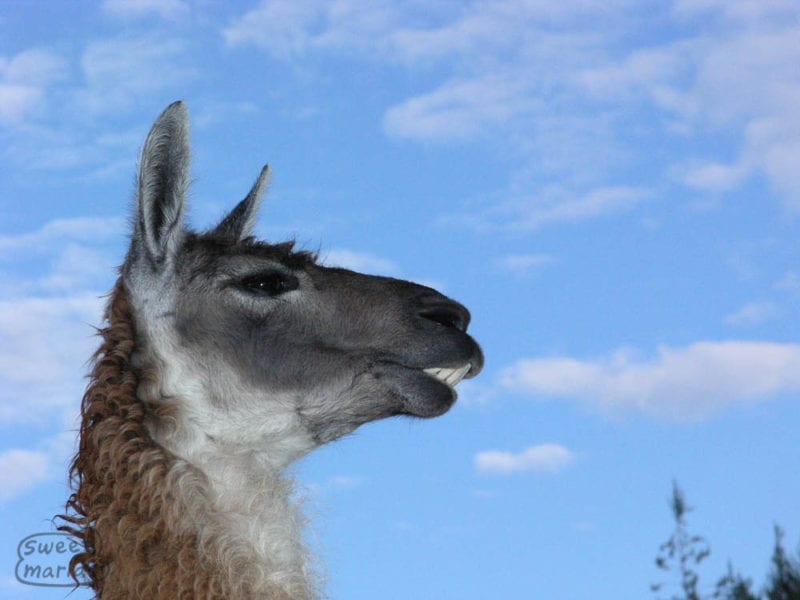 Alpaca Pride colombia