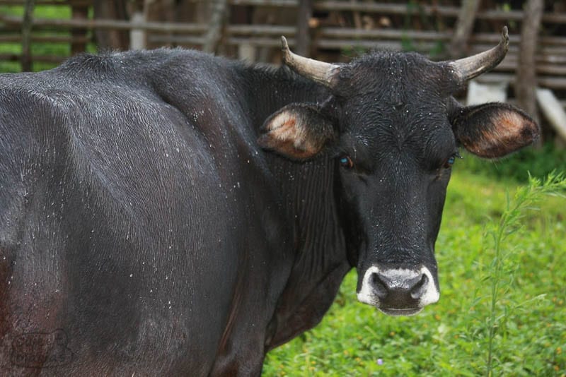 The mean bull Maria Santos Farm Narino Colombia Sweet Marias