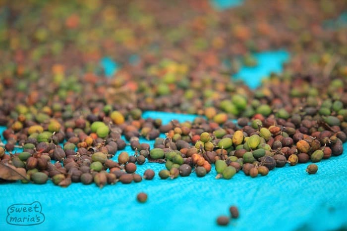 Unripes sold to local market. Finca Junin Maximino Gutierrez Sweet Marias