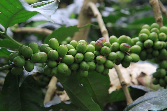 Variedad Colombia X Coffea Eugenioides Sweet Marias
