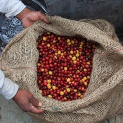 Walter Penna Coffee Cherry Cauca Colombia Sweet Marias