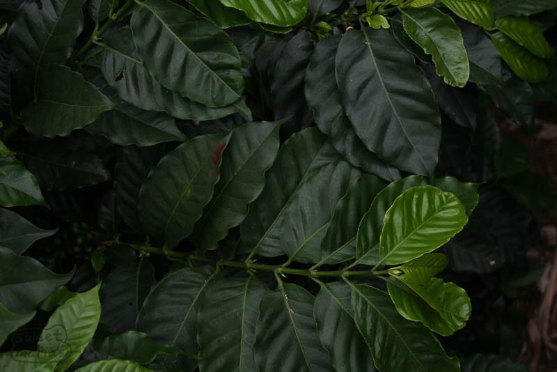 deep green coffee leaves Cauca Colombia Sweet Marias