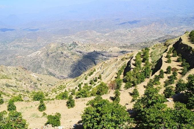 Yemen coffee lands on terraces