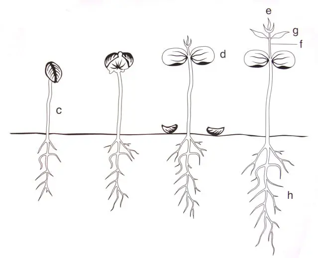 Coffee Seed Structure and Coffee Bean Defects - Sweet Maria's Coffee Library