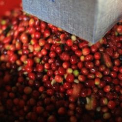 Costa Rica Helsar coffee cherry cascara - the fruit the cascara comes from