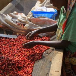 Mpemba Cooperative