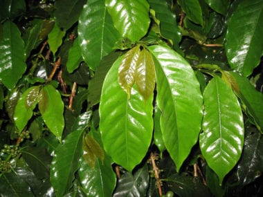 PM-88 (catimor) - Sulawesi Toarco test garden