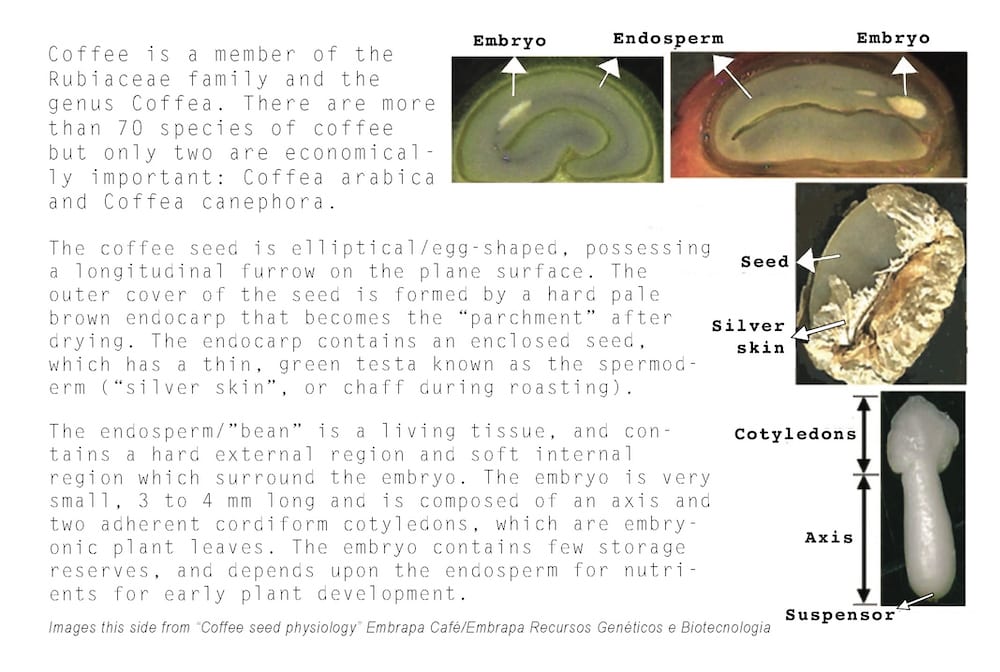 Coffee cherry anatomy - Parts of the coffee fruit cross section photo