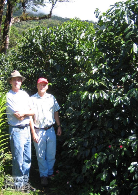 Daniel and Merril at the Gesha trees - the first time I saw Gesha in harvest I think.