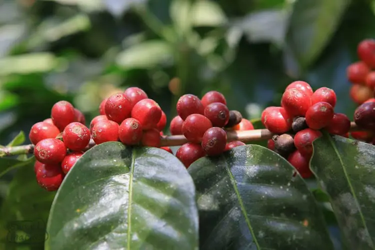 Bourbon - Sweet Maria's Coffee Library