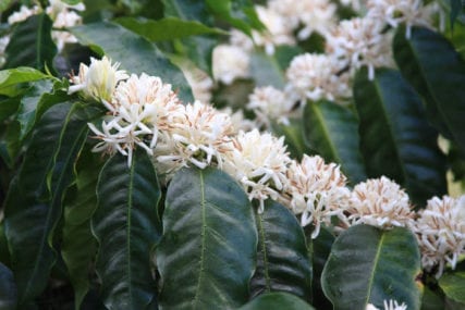 Coffee flowers Chirqui Panama