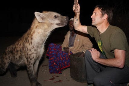Feeding Hyena at the "Hyena Man's Place" just outside the walls of the Old City in Harar, Ethiopia