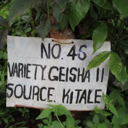 Gesha 11 coffee variety at Kenya coffee research