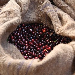 ripe coffee cherry at hafursa cooperative in yirga cheffe ethiopia