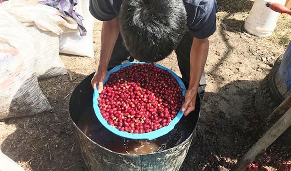 A coffee farmer floats coffee cherry to remove the under ripe coffee that floats