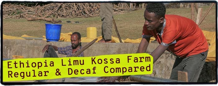 Ethiopia regular vs. decaf