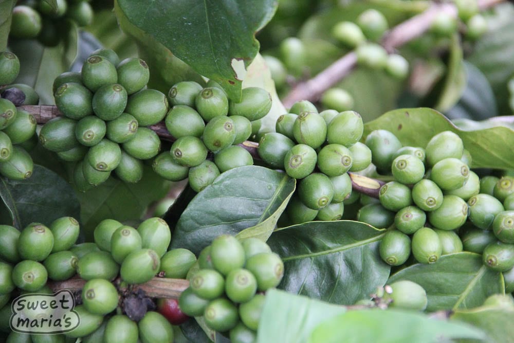 Green coffee cherry, soon to be ripe. Kateshi and Isanya Farms Zambia