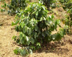 Vietnam young Arabica coffee tree