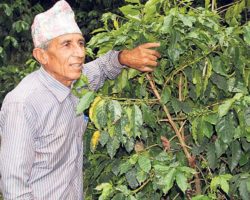 Nepal Coffee Farmer
