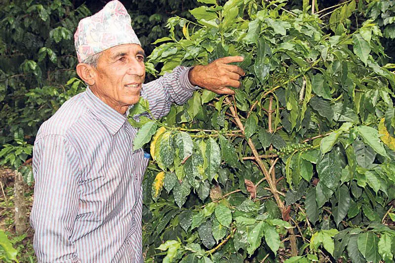 Robusta harvest advances in the main producer regions of Brazil