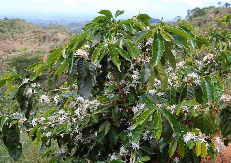 5 Must-Visit Coffee Haciendas in Puerto Rico