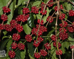 Robusta in India