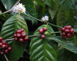 Robusta coffee tree
