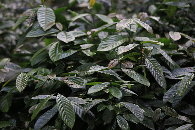 Robusta coffee plants