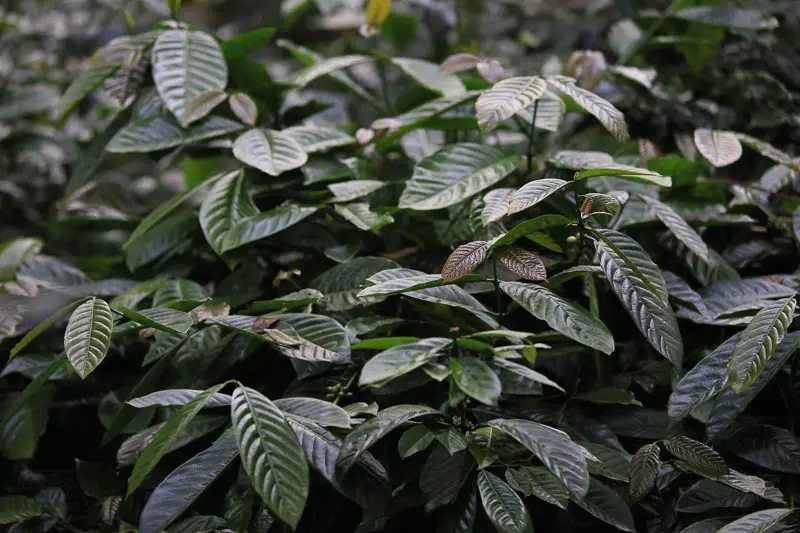 Café conilon e robusta: as 2 variedades do Coffea canephora