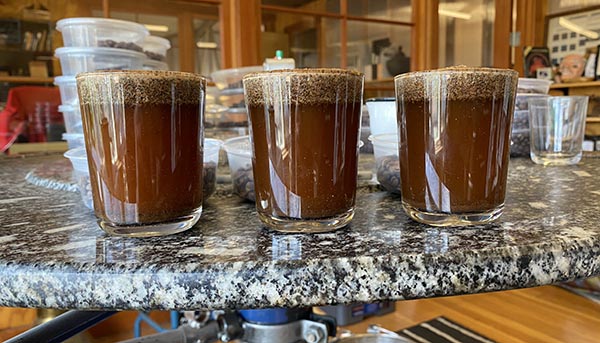  Checking roast consistency of three Popper roasts on the cupping table, the crust tells you quite a bit, and the cup flavors even more!